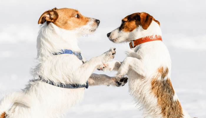 Coleira ou peitoral – Qual é melhor para o cachorro? Confira!