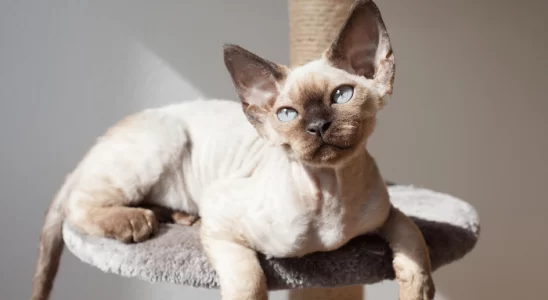 Devon Rex - Saiba mais sobre essa raça divertida de gatinhos. Confira!