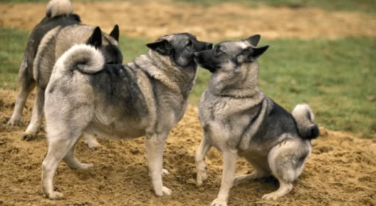 Elkhound Norueguês - Saiba mais dessa raça amigável e cheia de energia