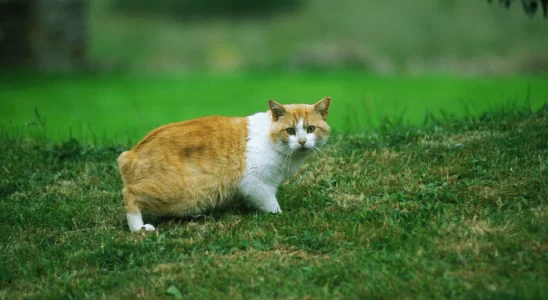 Gato Cymric - Saiba mais sobre esse gato de guarda. Confira!