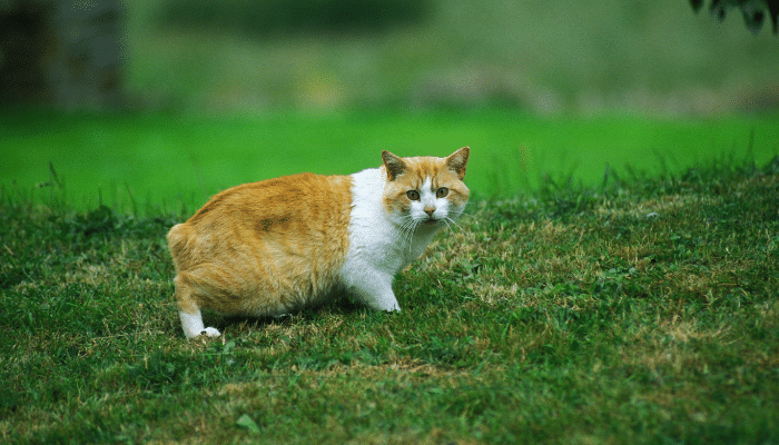 Gato Cymric - Saiba mais sobre esse gato de guarda. Confira!