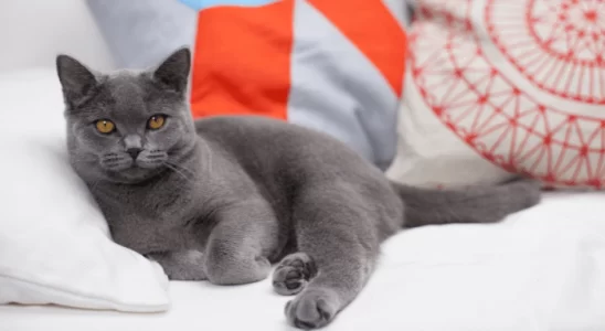 Gato com pelo curto - Descubra agora 3 raças para escolher