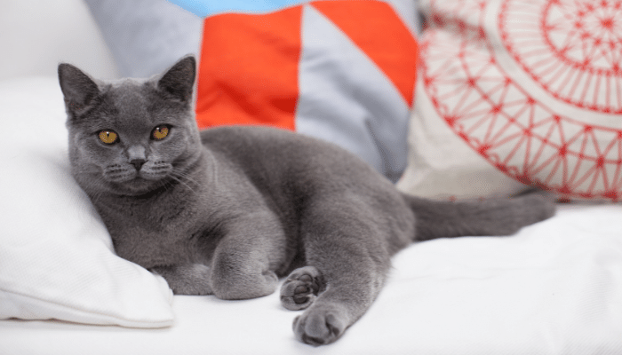 Gato com pelo curto - Descubra agora 3 raças para escolher