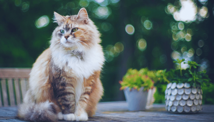 Gato hipoalergênico - Existe raça que não cause reação alérgica? Confira!