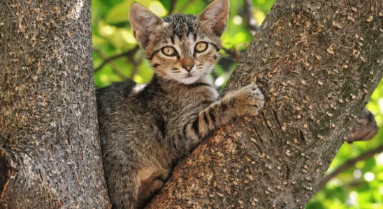 Gato subiu na árvore e não consegue descer – O que fazer?