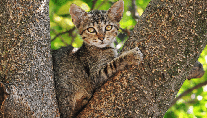 Gato subiu na árvore e não consegue descer – O que fazer?