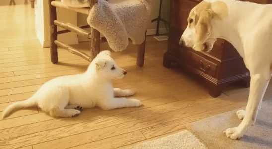 Novo cão - Como introduzir em sua casa com outros cães? Saiba mais!