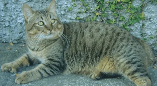 Pixie-Bob - Saiba mais sobre esse gato inteligente e musculoso