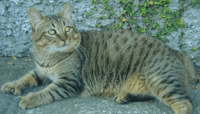 Pixie-Bob - Saiba mais sobre esse gato inteligente e musculoso