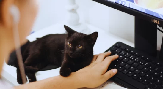 Seu gato é carente? Saiba como manter o foco trabalhando em casa