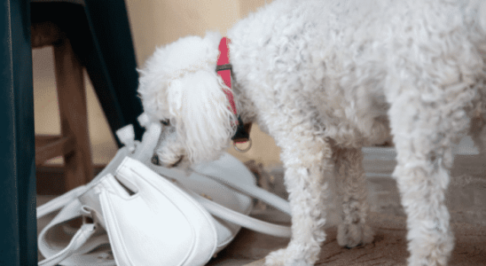 Treino de cheiro - Como realizar com seu cão. Saiba mais!