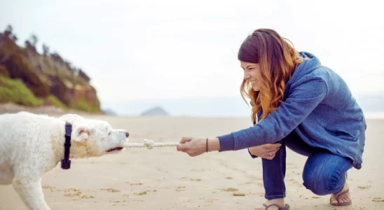 Cabo de guerra - Como brincar com seu cachorro da forma certa. Confira!