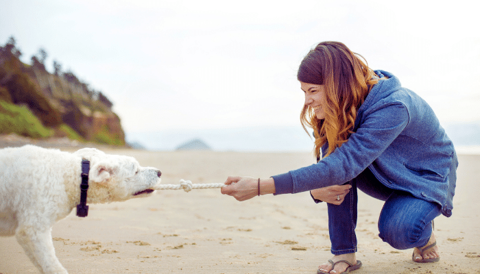 Cabo de guerra - Como brincar com seu cachorro da forma certa. Confira!