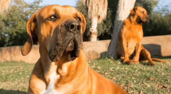 Cachorro Boerboel - Saiba mais sobre essa raça de grande porte