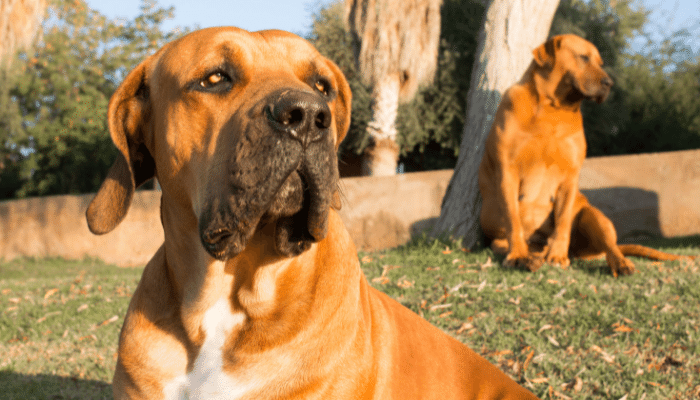 Cachorro Boerboel - Saiba mais sobre essa raça de grande porte