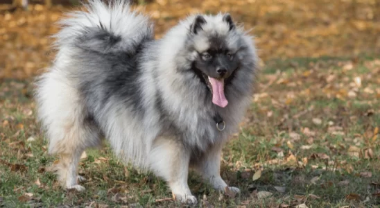 Cachorro Keeshond - Saiba mais sobre essa raça inteligente e treinável