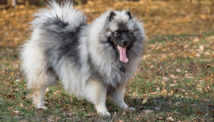 Cachorro Keeshond - Saiba mais sobre essa raça inteligente e treinável