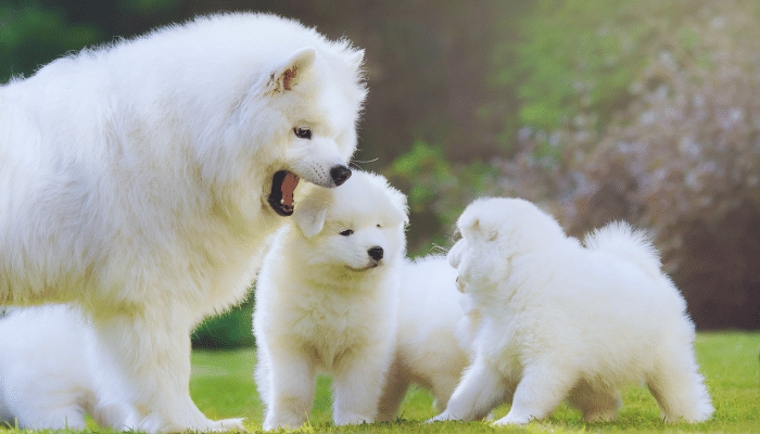 Cachorro Samoideia - Descubra mais sobre essa raça companheira