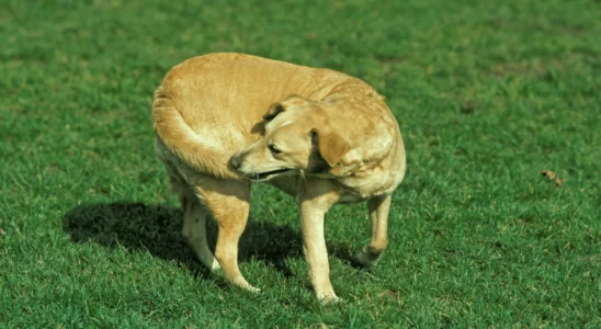 Cachorro girando em círculos - Por que eles fazem isso? Descubra agora!