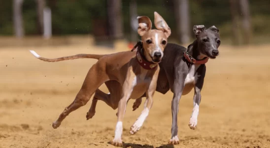 Cachorros de corrida - Descubra 3 das raças de cães mais rápidas