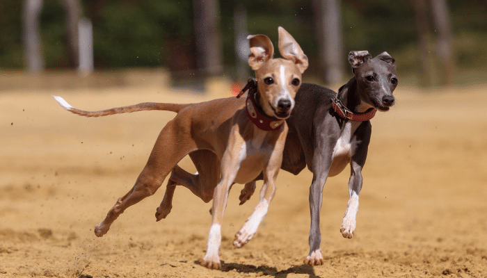 Cachorros de corrida - Descubra 3 das raças de cães mais rápidas