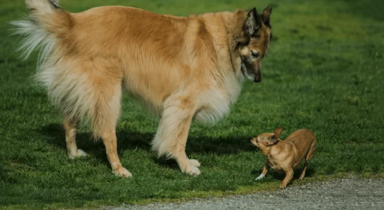 Cachorros pequenos vivem mais - Verdade ou mito? Saiba mais!