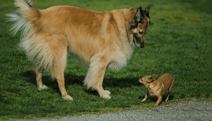 Cachorros pequenos vivem mais - Verdade ou mito? Saiba mais!