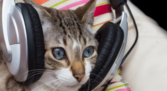 Cães e gatos gostam de música ou só humanos? Descubra agora!