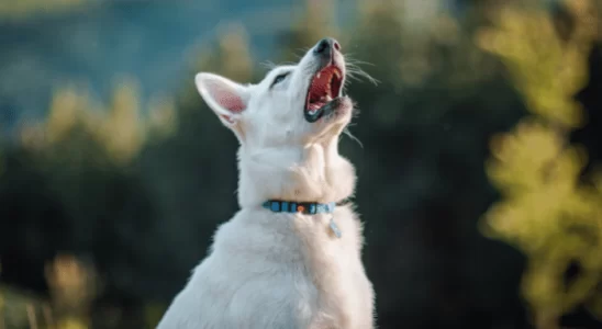 Cães espirram quando brincam - Por que isso acontece? Saiba mais!