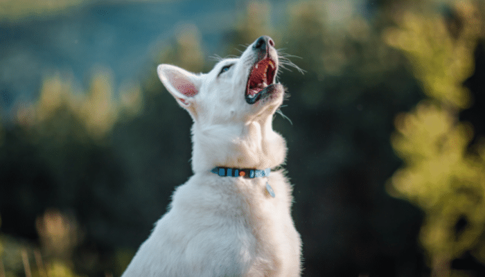 Cães espirram quando brincam - Por que isso acontece? Saiba mais!