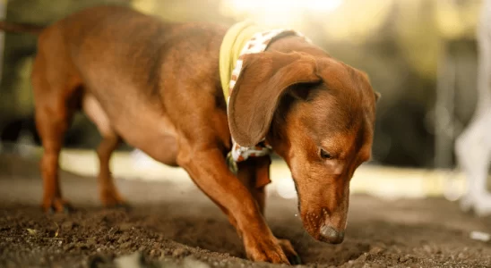 Cão cavando buracos - Como evitar esse comportamento? Confira!