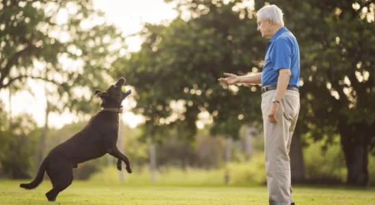 Cão hiperativo - Como fazer para acalmar? Saiba mais!