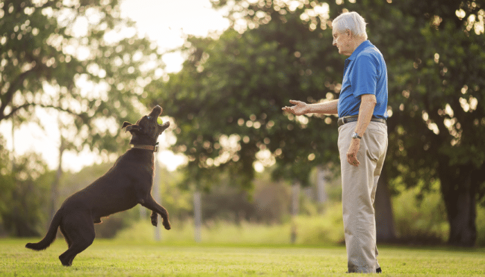 Cão hiperativo - Como fazer para acalmar? Saiba mais!