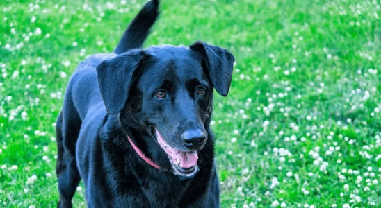 Cão rosna e abana o rabo ao mesmo tempo - Por que ele faz isso? Confira!