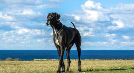 Dogue Alemão - Decubra mais sobre esses cães gigantes e gentis