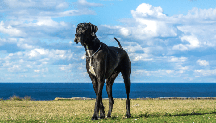 Dogue Alemão - Decubra mais sobre esses cães gigantes e gentis