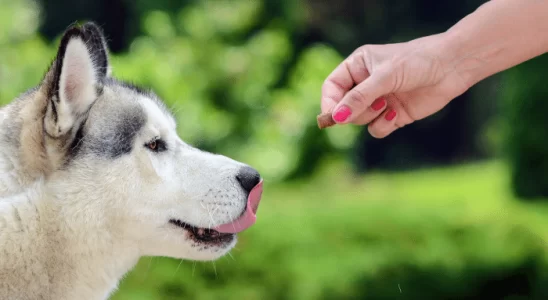 Fazer cachorro comer devagar - Dicas essenciais para seu cão. Confira!