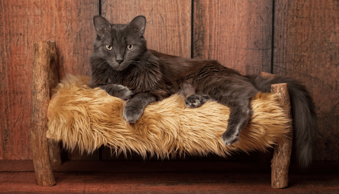 Gato Nebelung - Descubra mais sobre esse felino raro