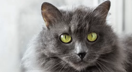 Gato Nebelung - Saiba mais sobre esse felino calmo e brincalhão. Confira!