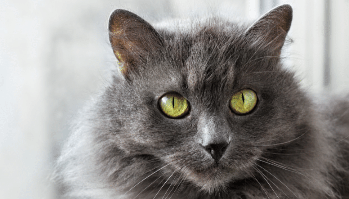 Gato Nebelung - Saiba mais sobre esse felino calmo e brincalhão. Confira!