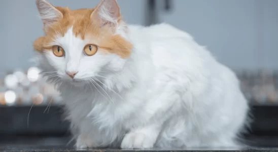 Gato Turkish Van - Saiba mais sobre esse gatinho que adora água