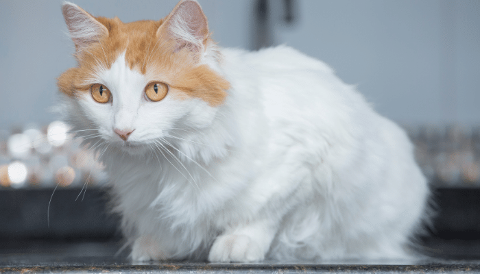 Gato Turkish Van - Saiba mais sobre esse gatinho que adora água