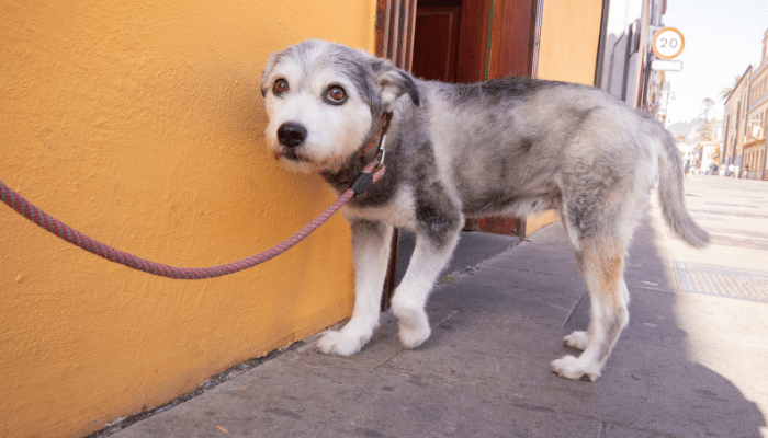 Meu cão tem medo de mim – O que devo fazer? Confira!