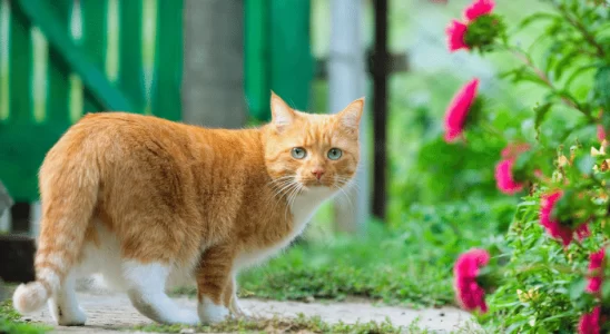 Qual a idade do gato - Como calcular em relação aos humanos? Confira!