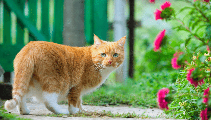 Qual a idade do gato - Como calcular em relação aos humanos? Confira!