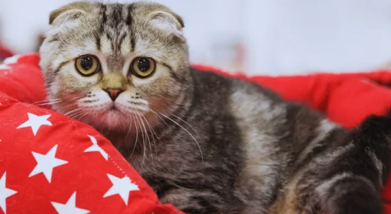 Scottish Fold - Saiba mais sobre esse gato de aparência única