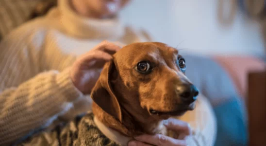 Sexto sentido em cachorros - Mito ou verdade? Descubra agora!