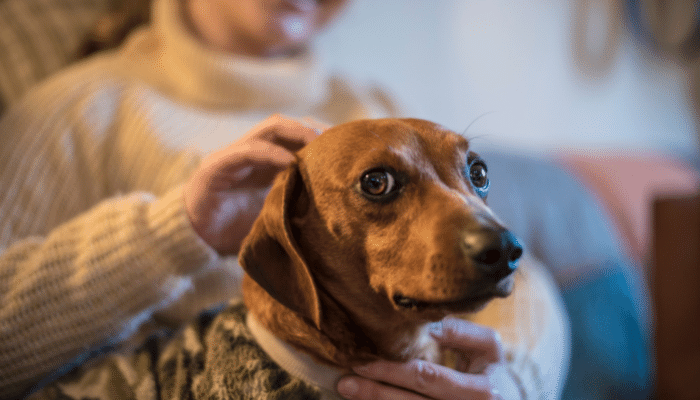 Sexto sentido em cachorros - Mito ou verdade? Descubra agora!