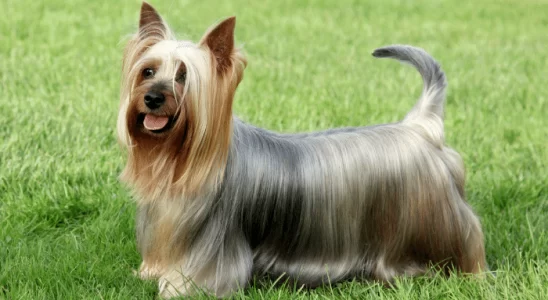 Silky Terrier - Saiba mais sobre esse cãozinho de origem australiana