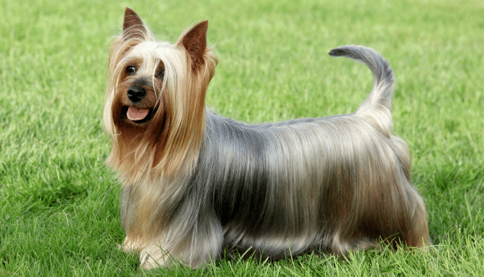 Silky Terrier - Saiba mais sobre esse cãozinho de origem australiana